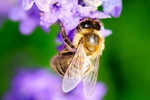 Europska komisija zabranjuje pesticide