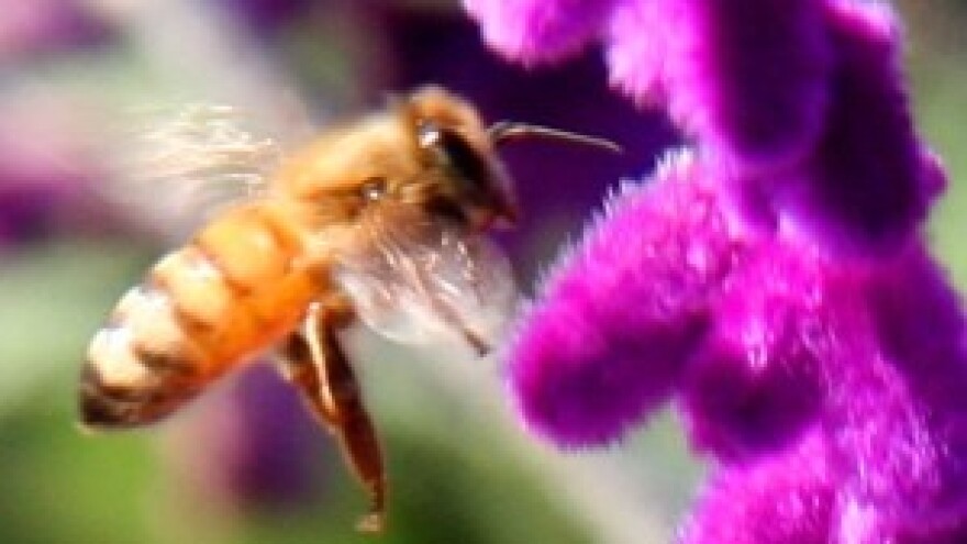 Devet tisuća hrvatskih pčelara spremno za EU