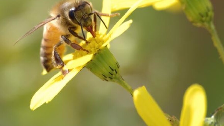 Pčelare ljute gostujuće košnice