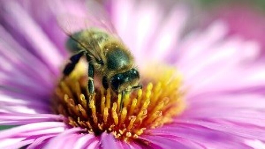 Natječaj za istraživanja u pčelarstvu