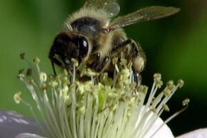 BeeFest 2013.