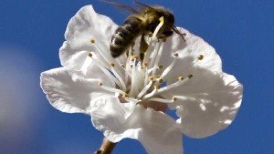 Virusne bolesti pčela