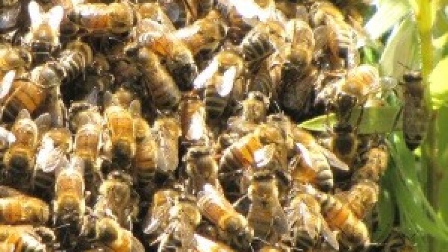 Kad se udruže, i najmanji postaju veliki