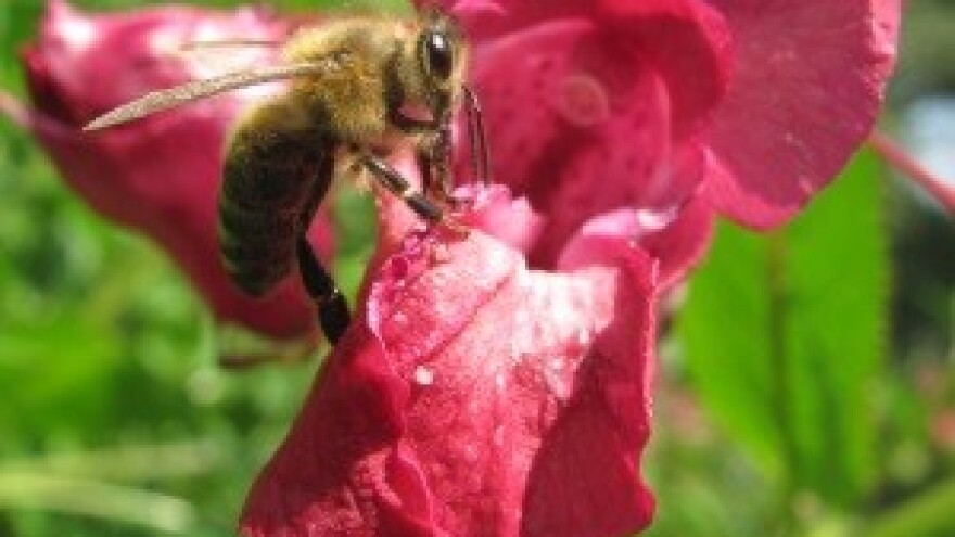 Program kontrole i suzbijanja varooze u 2013. godini