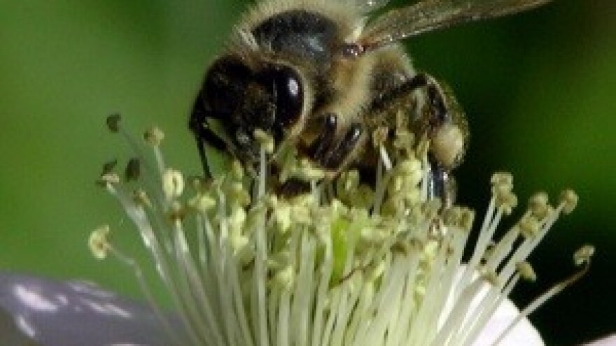 Sve više pčelara u centru Praga