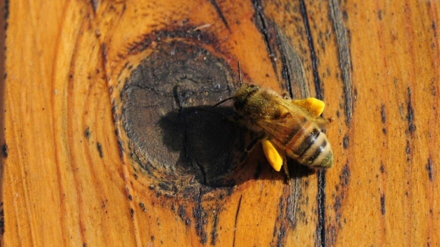 Pčela snagatorica izvukla čavao iz zida!