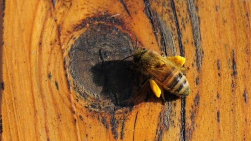 Pčela snagatorica izvukla ekser iz zida!