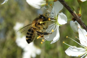 Evropa zabranjuje insekticide?