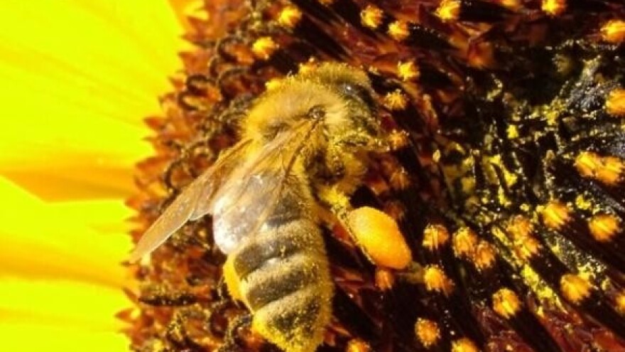 Sve manje medonosnih biljaka