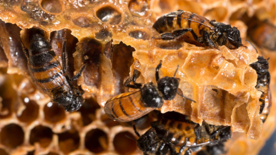 Pčelarstvo je neisplativo ako se proizvodi samo med