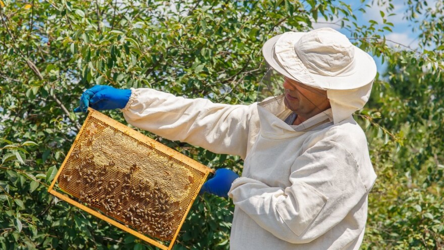 Hercegovački pčelari zadovoljno trljaju ruke, u RS prinos podbacio