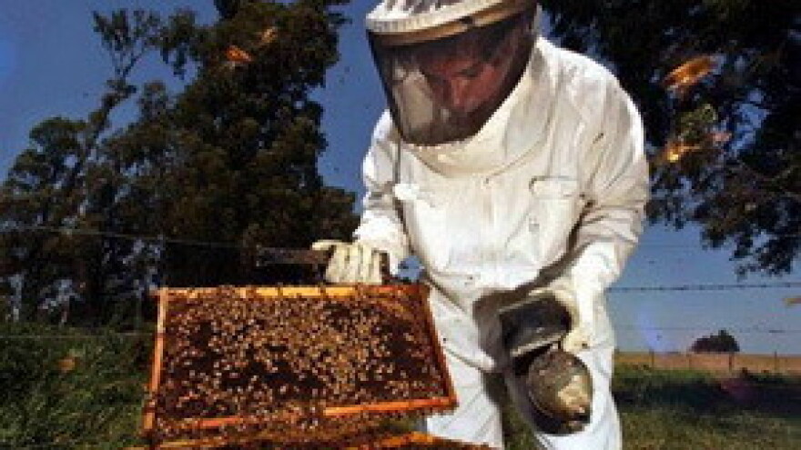 Zašto nestaju pčelinje zajednice?