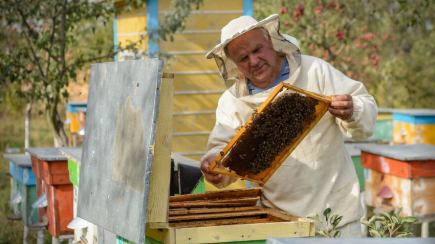 EU je drugi najveći proizvođač meda u svijetu