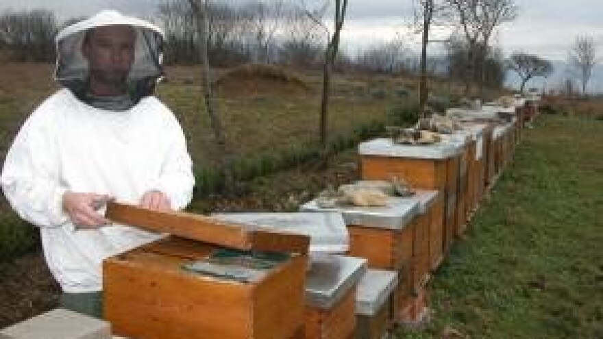 Pčelarstvo - kako zaštititi dalmatinski med?