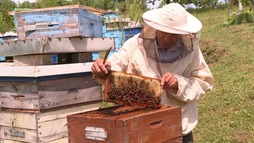 Janković se saživeo sa pčelama: "Neko treba da pokrene pitanje ko može da stavi naziv med"