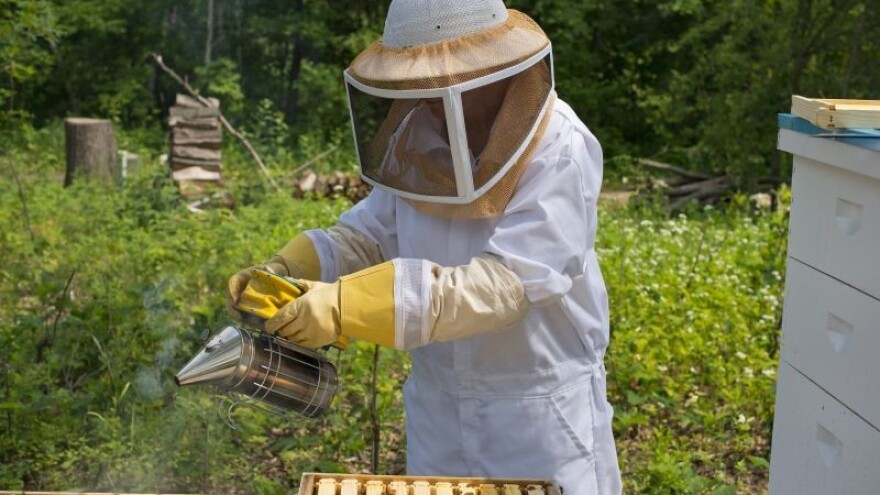 Tisuću kilograma meda od kadulje i drače!