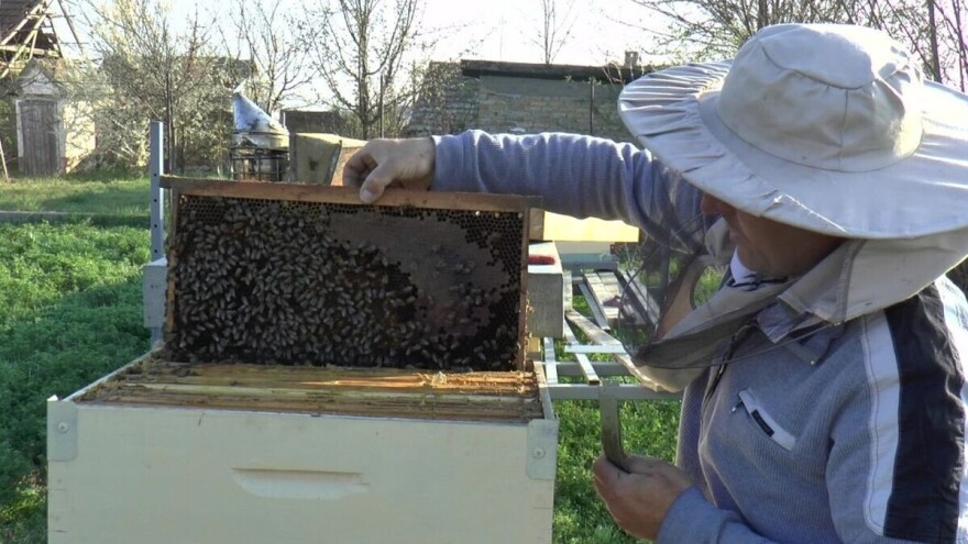 Pčele su ugrožene najviše pesticidima