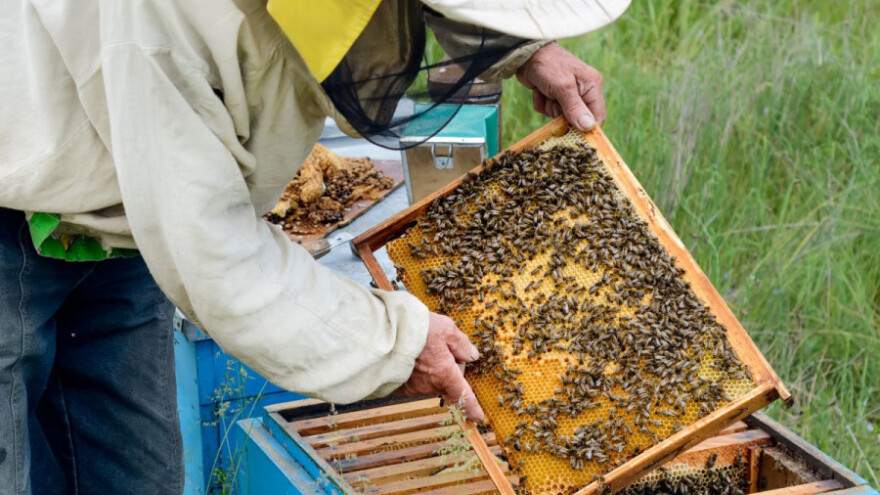 Božo Kakuća: Bez brabonjaka nema meda