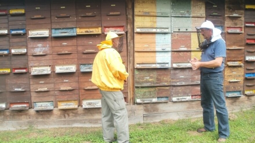 Mogli bi izvoziti med - da ga proizvodimo dovoljno!