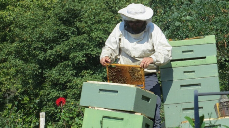 Pčelar koji ne voli med