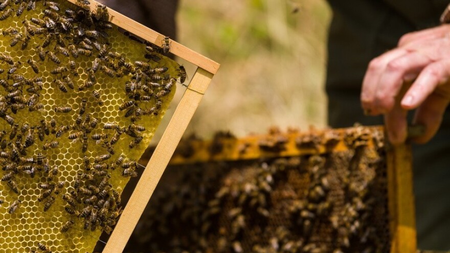 Prvi Dani pčelarstva i meda u Daruvaru