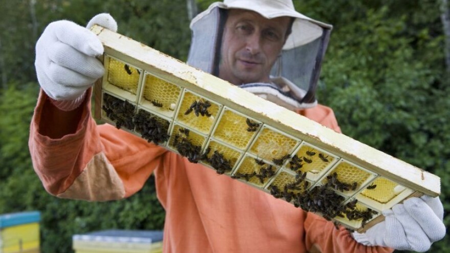 Hrvatski med u konkurenciji s europskim?