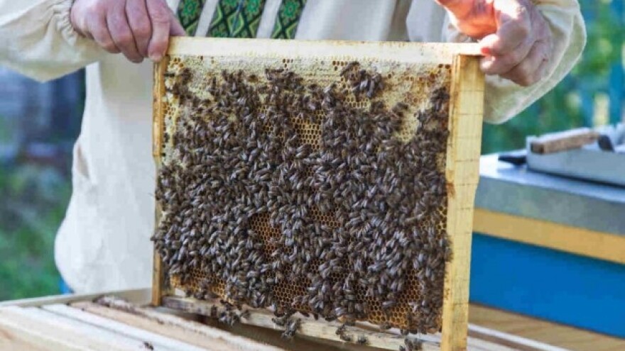 Kamenovo se priprema za 25. susret pčelara