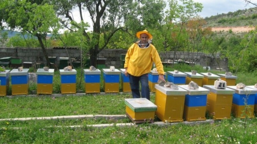 Što više košnica, više i uboda - a manje reuma!