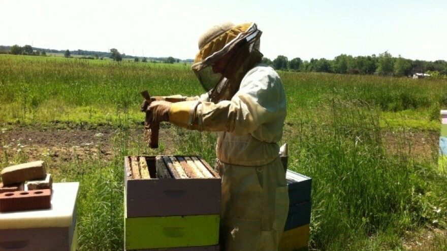 Bez pčela nema opstanka poljoprivrede