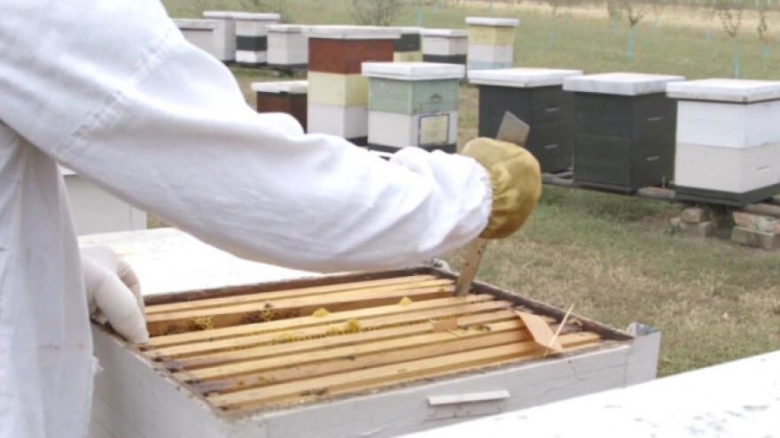 Stacionarna paša nije isplatljiva