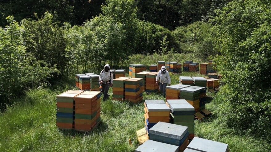 Srbin u Nemačkoj bavi se organskim pčelarstvom: Moguća selidba košnica?