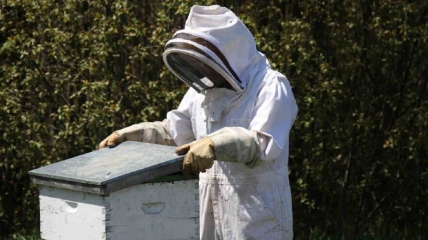 Teški uslovi za pčelare u Kikindi