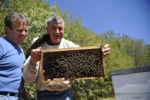 Pčele nestaju, a meda u košnicama tek za trećinu