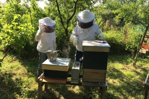 Pčelari koji prijave boravak na Fruškoj gori - ne plaćaju pašarinu