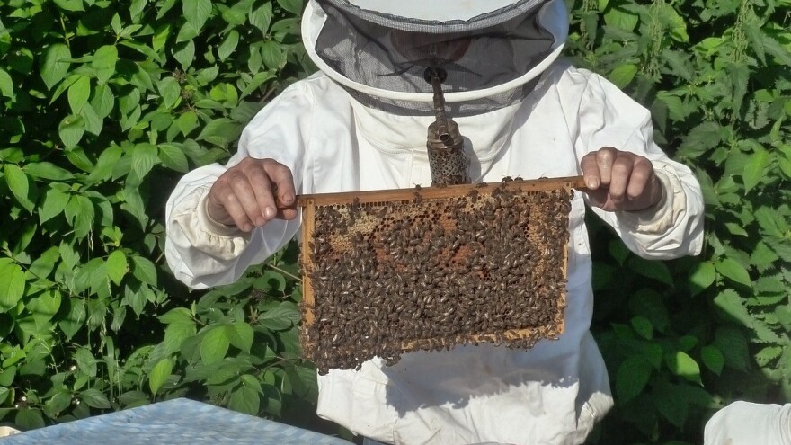 Hercegovački pčelari bilježe natprosječnu godinu - cijena ostaje ista