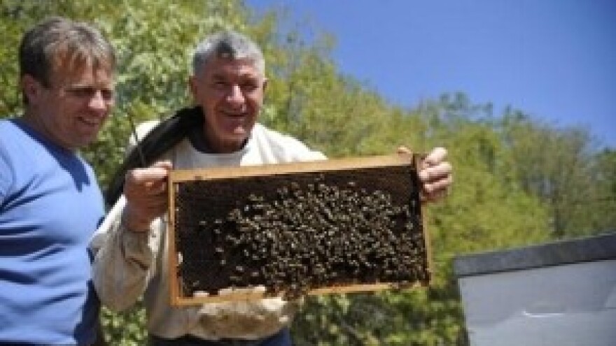 Pčele nestaju, a meda u košnicama tek za trećinu