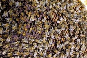 Kada i kako zamijeniti maticu u pčelinjoj zajednici?
