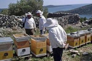Biokovski med i kao pčelinji eko-med
