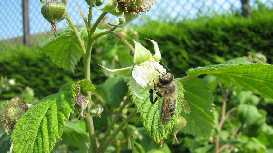 Udružili se pčelari i malinari - više koristi i druženja za sve