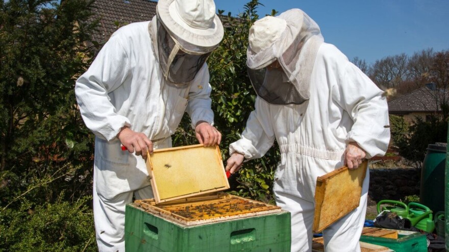 Za uspješno prezimljavanje, pčelama osigurajte dohranu sirupom i mir