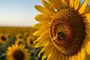 Pčelari: Pesticidi će uništiti pčele