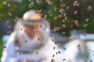 Pčelare muči uvoz, a pčele oscilacije temperatura