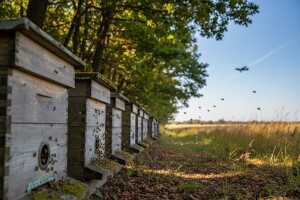 Pčelari zabrinuti zbog avionskog tretiranja šume