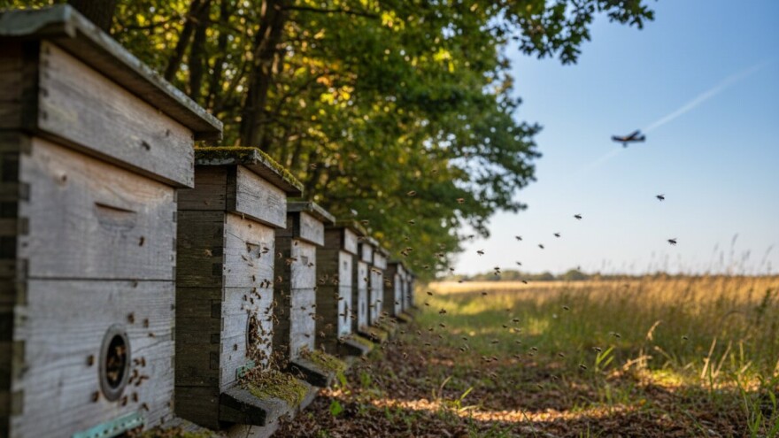 Pčelari zabrinuti zbog avionskog tretiranja šume