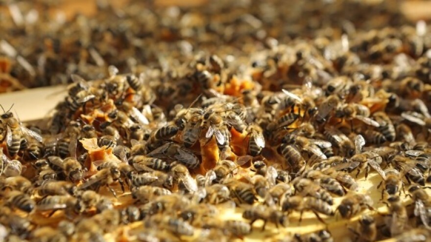 Travanjski radovi u pčelinjaku