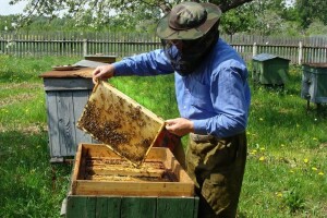 Profesionalizacija pčelarstva kroz Bee Promoted!