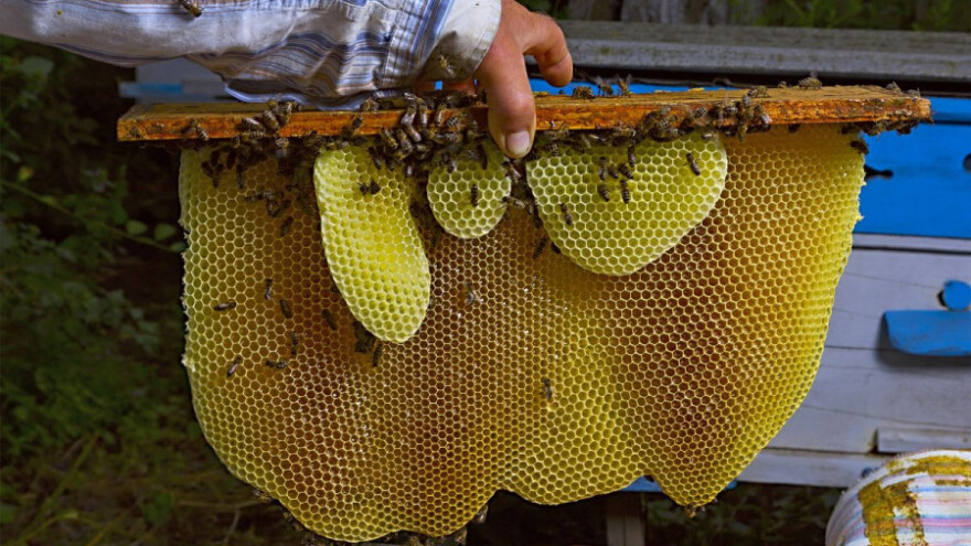 Natječaj za projekte u pčelarstvu!