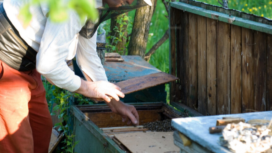 Pčelinji otrov unosniji od meda