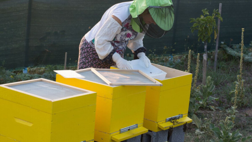 Pčelarica Sabaheta udaju pamti po ubodu pčele