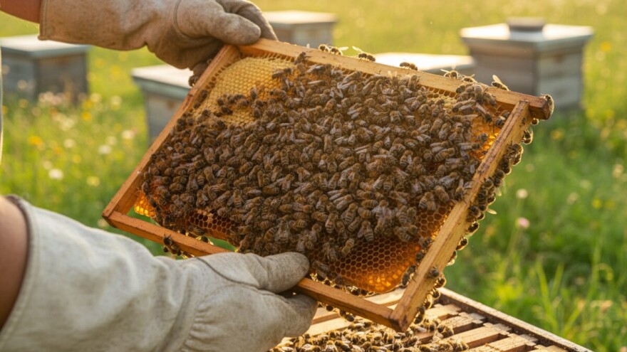 Pčelarima 18 milijuna kuna potpore